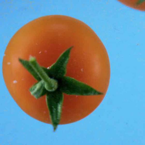 TOMATES